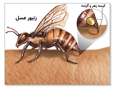 زهر زنبور