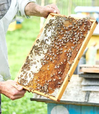 خدمات مشاوره به صنعت زنبورداری